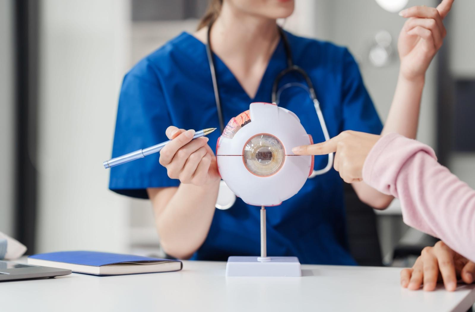 An eye doctor showing a patient a 3D model of an eye.